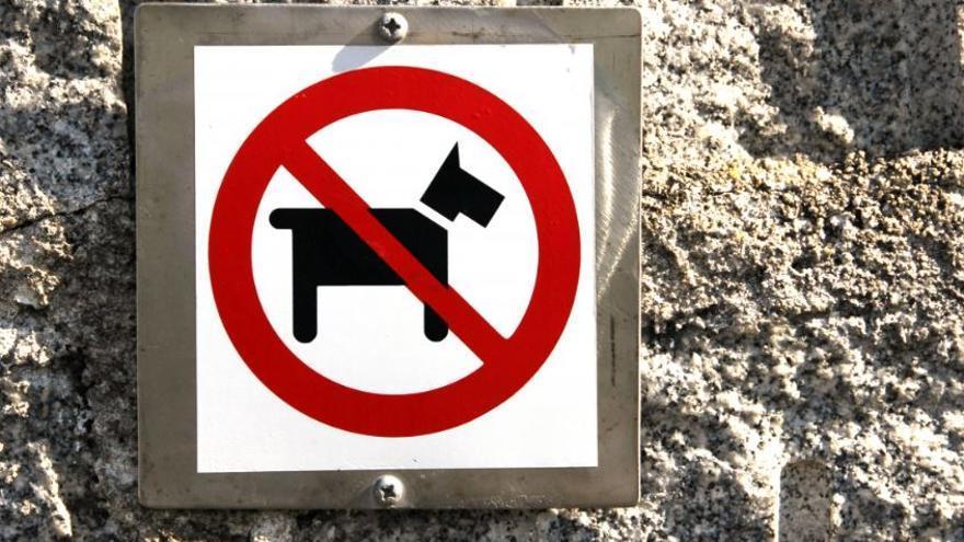 Angestellte verstößt gegen Hundeverbot im Hotel auf Mallorca - und darf doch nicht entlassen werden