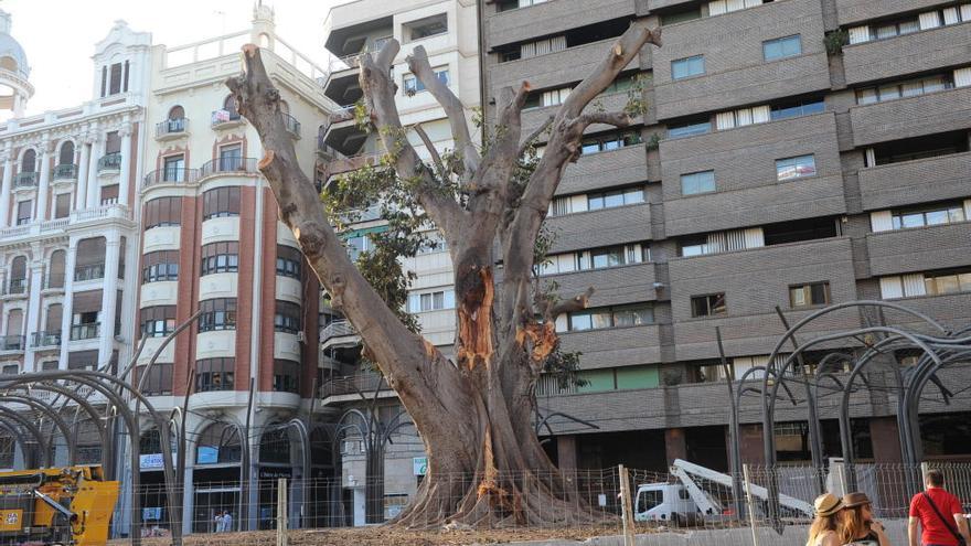 El tronco central del ficus está podrido, pero confían en que rebrote