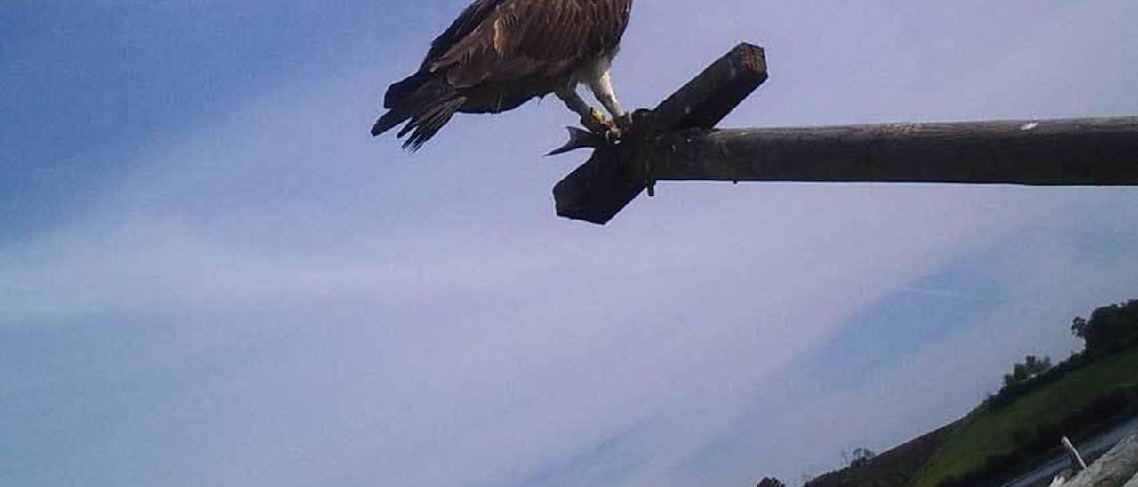 Llega a la ría del Eo un águila pescadora del proyecto vasco de  reintroducción - La Nueva España