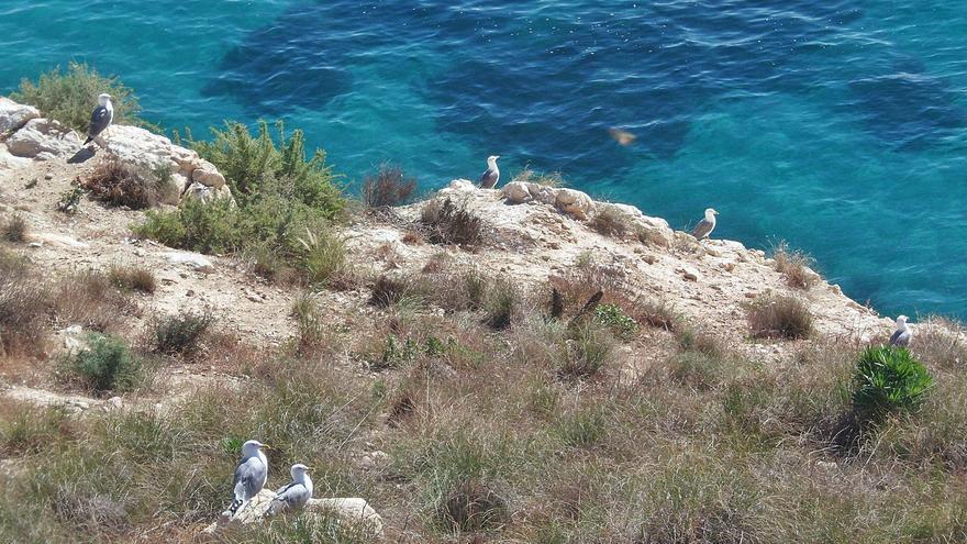 Costas blinda el acantilado de El Campello donde proyectaban dos chalés de lujo