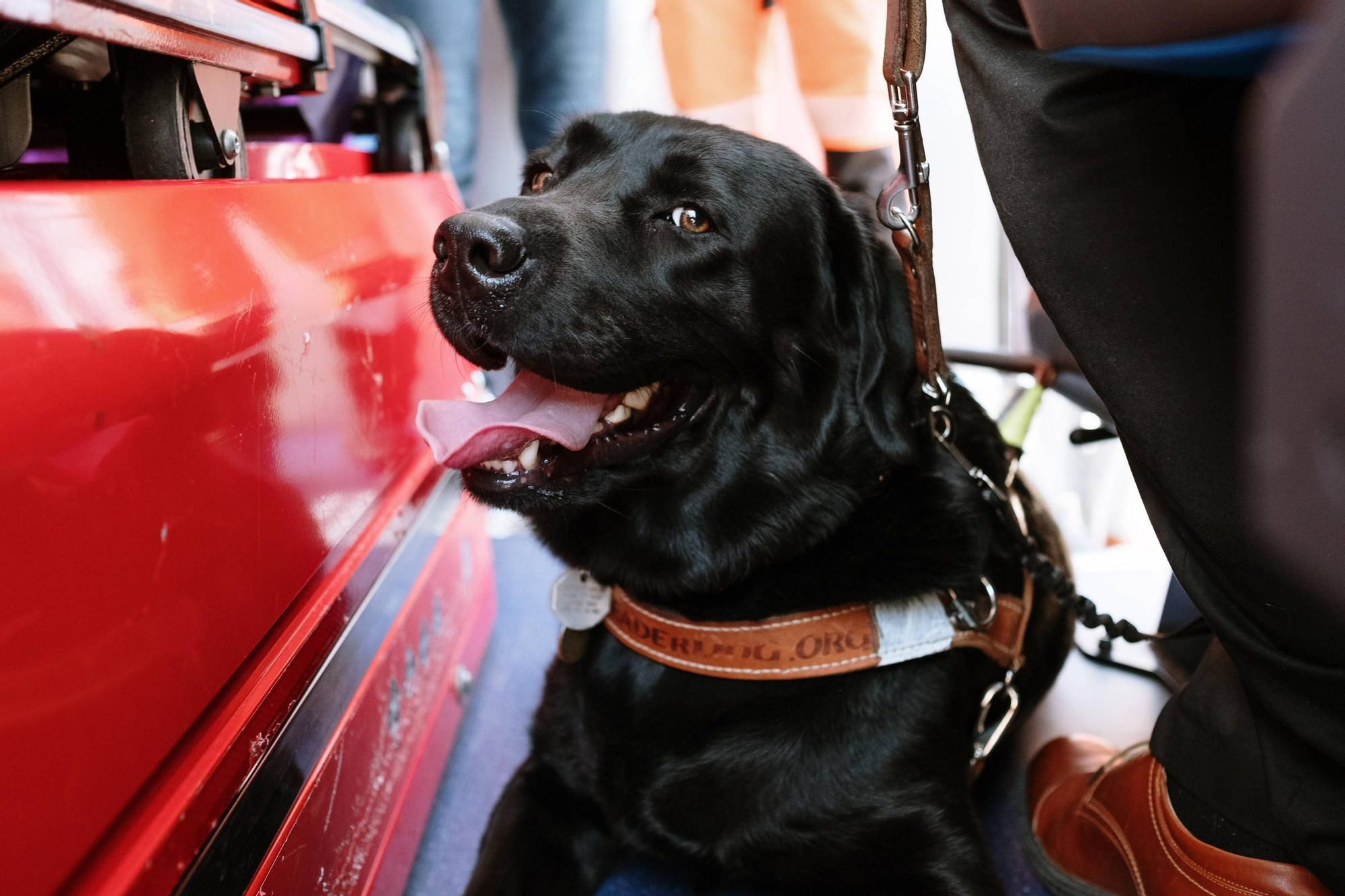 Los perros guía para pacientes con discapacidad ya pueden subir a las ambulancias en Baleares