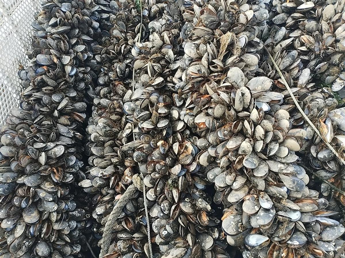 Un cesto de mejillón, la mayor parte ya muerto.