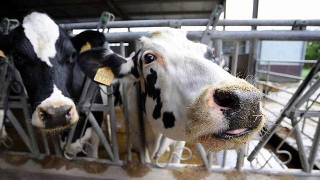 Vacas frisonas en una explotación ganadera de Lalín. // Bernabé/Javier Lalín