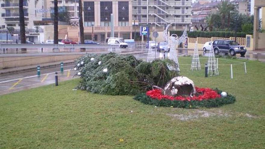 El cedro de Navidad de Benidorm derribado por el viento