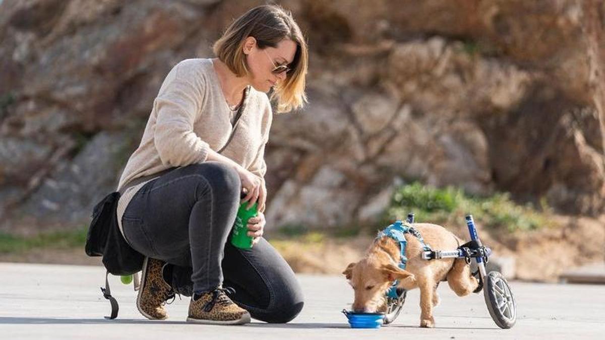 A Juno Dog Project són experts en mobilitat reduïda i incontinència