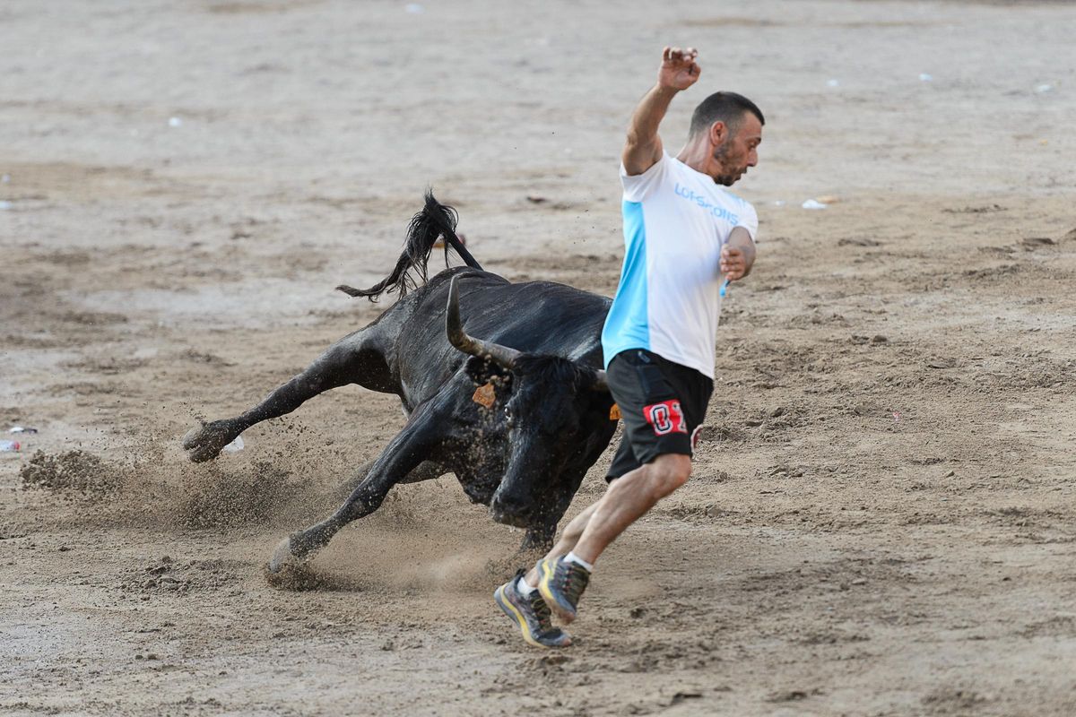 Un rodador anima a una de las vacas de la Paloma en plena intervención.