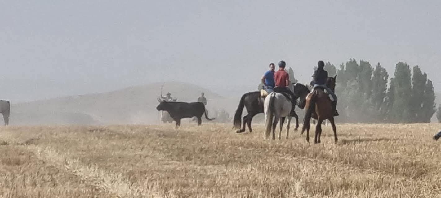 Imagen de las fiestas del Ofrecimiento en Tiedra.
