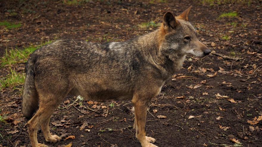 Un estudio reabre el debate sobre la protección del lobo: el censo oficial subestimó un 40% el número de ejemplares