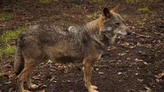 Un estudio reabre el debate sobre la protección del lobo: el censo oficial subestimó un 40% el número de ejemplares