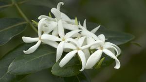 Café Marron (Ramosmania rodriguesii), en peligro crítico de extinción.