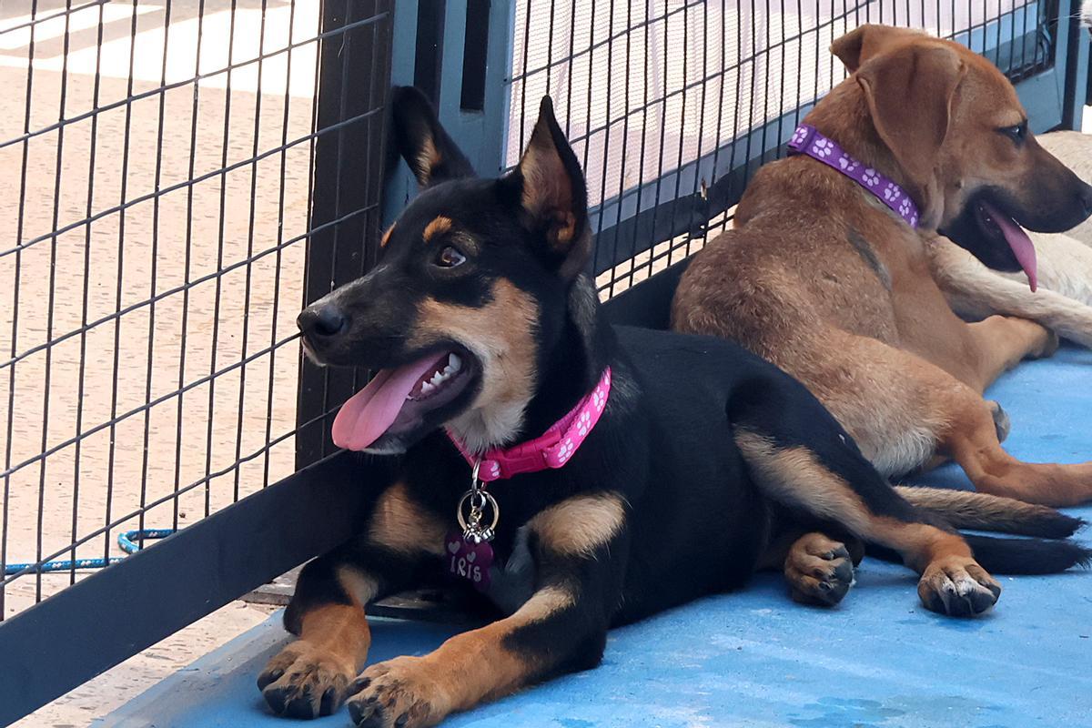 Imagen de archivo de unos perros esperando a ser adoptados.