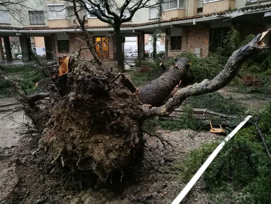 La pluja tomba un gran arbre al barri de la Font