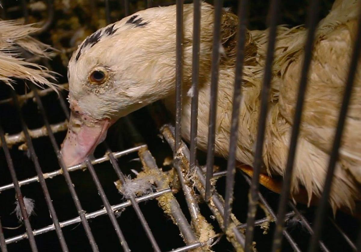Un ave en una granja de cría para foie gras