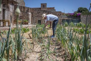 El monasterio de Pedralbes recupera el huerto más longevo de Barcelona