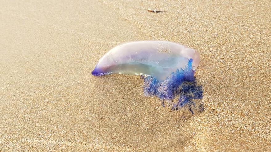 La primera carabela portuguesa de la temporada llega a la playa de La Mata de Torrevieja