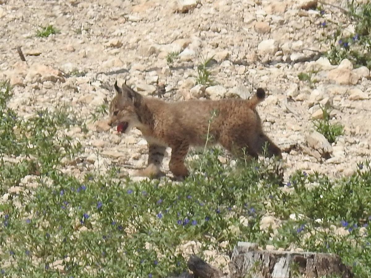 Uno de los cachorros de lince ibéricos nacidos en Lorca