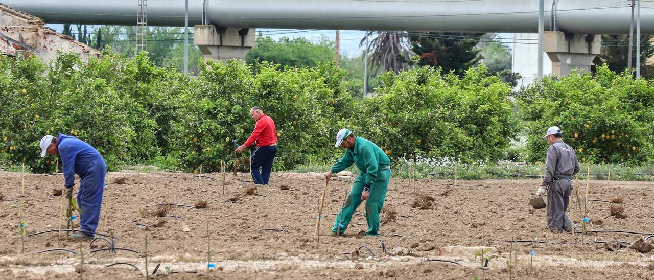 Jornaleros agrícolas trabajando en una explotación de la Vega Baja