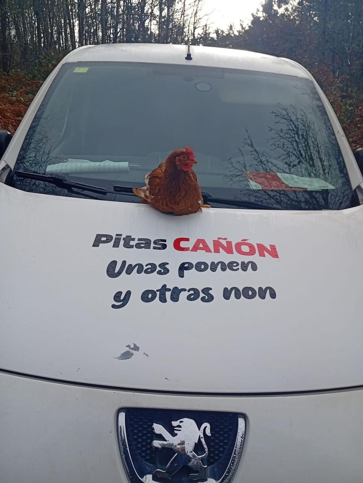 El rótulo de la empresa en el capó del coche con una gallina.