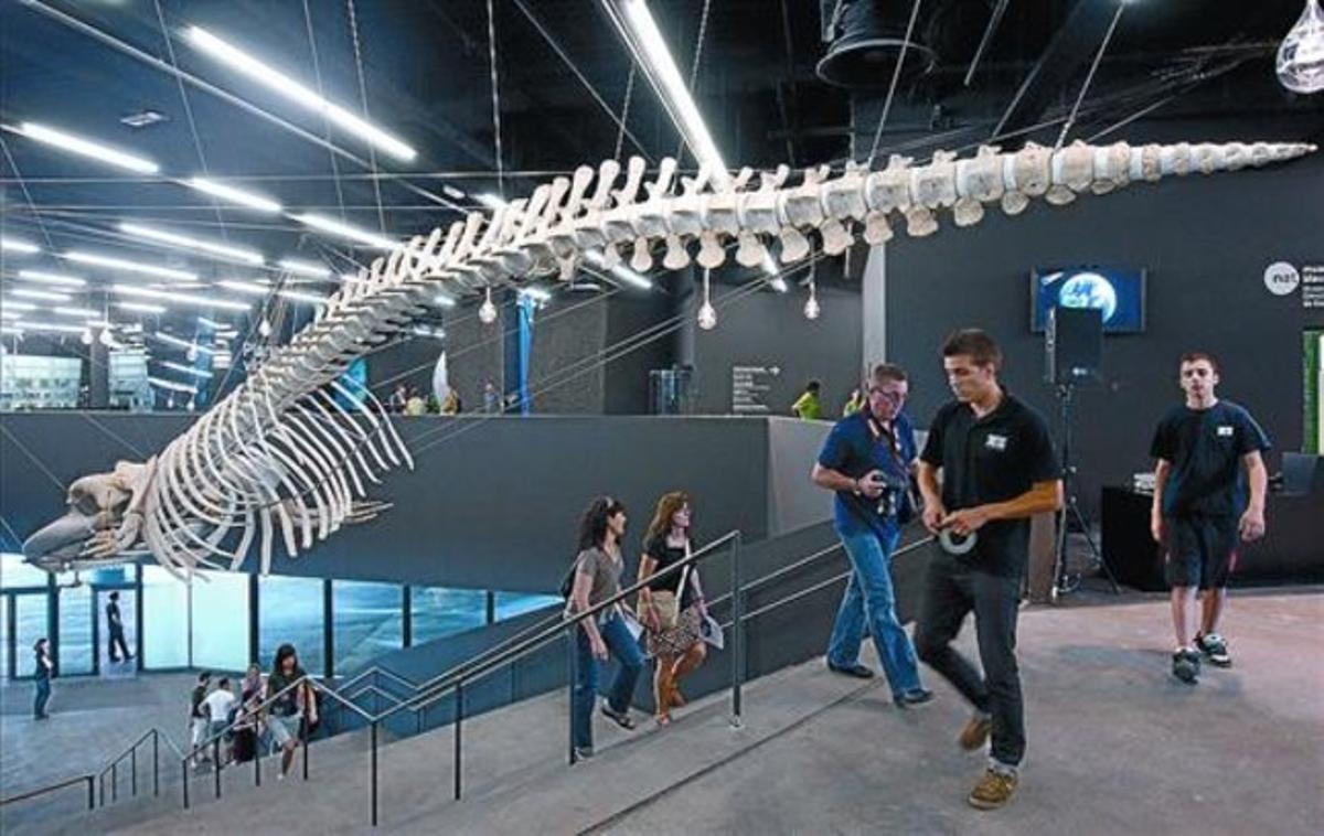 El esqueleto de la ballena desciende sinuoso por la escalinata del Museu Blau del Fòrum, ayer.