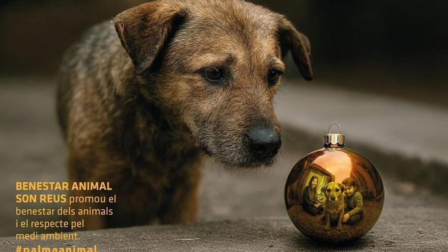 Més per Palma critica que la campaña de adopciones de mascotas de Cort "convierte a los animales en regalos de Navidad"