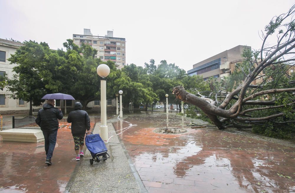 Destrozos de la gota fría en la provincia de Alicante.