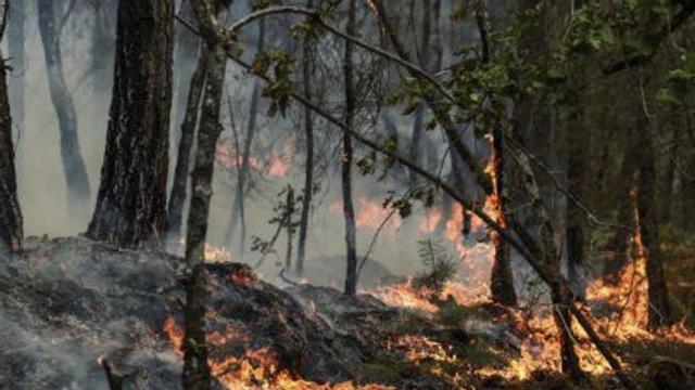 Les flames a Fontainebleau.