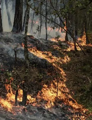 Les flames devoren l’històric bosc de Fontainebleau