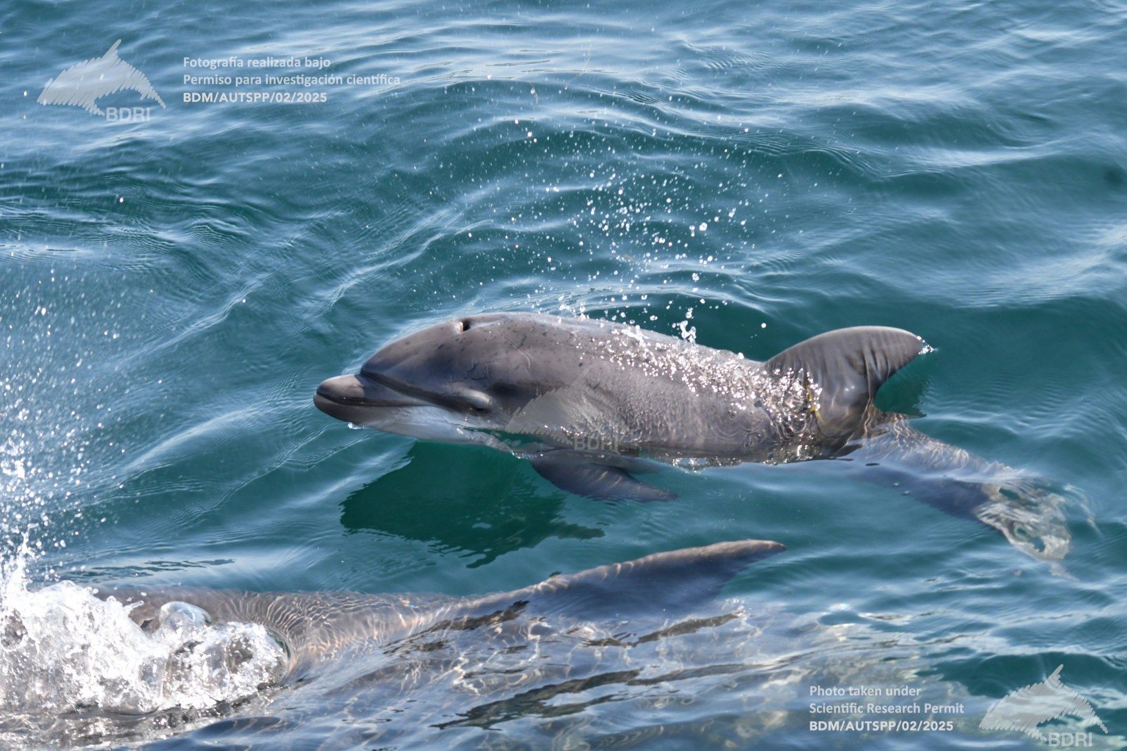 Biólogos, doctores y estudiantes del BDRI hacen un estrecho seguimiento de los mamíferos marinos en las rías de Vigo, Pontevedra y Arousa.