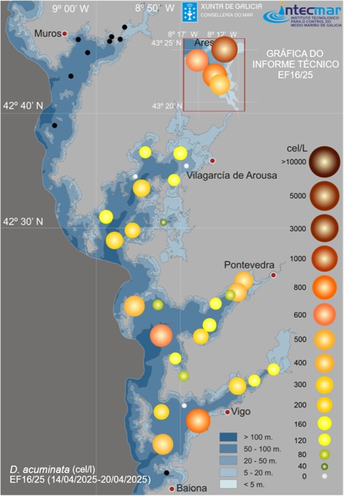 Gráfico elaborado por el Intecmar en el que se muestra la evolución de la Dinophysis acuminata. Cuanto más grandes y oscuros son los círculos mayor es la incidencia de esta biotoxina.