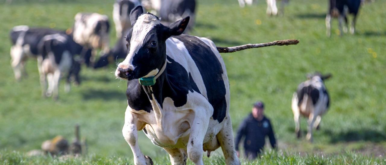 Vacas lecheras salen de su establo