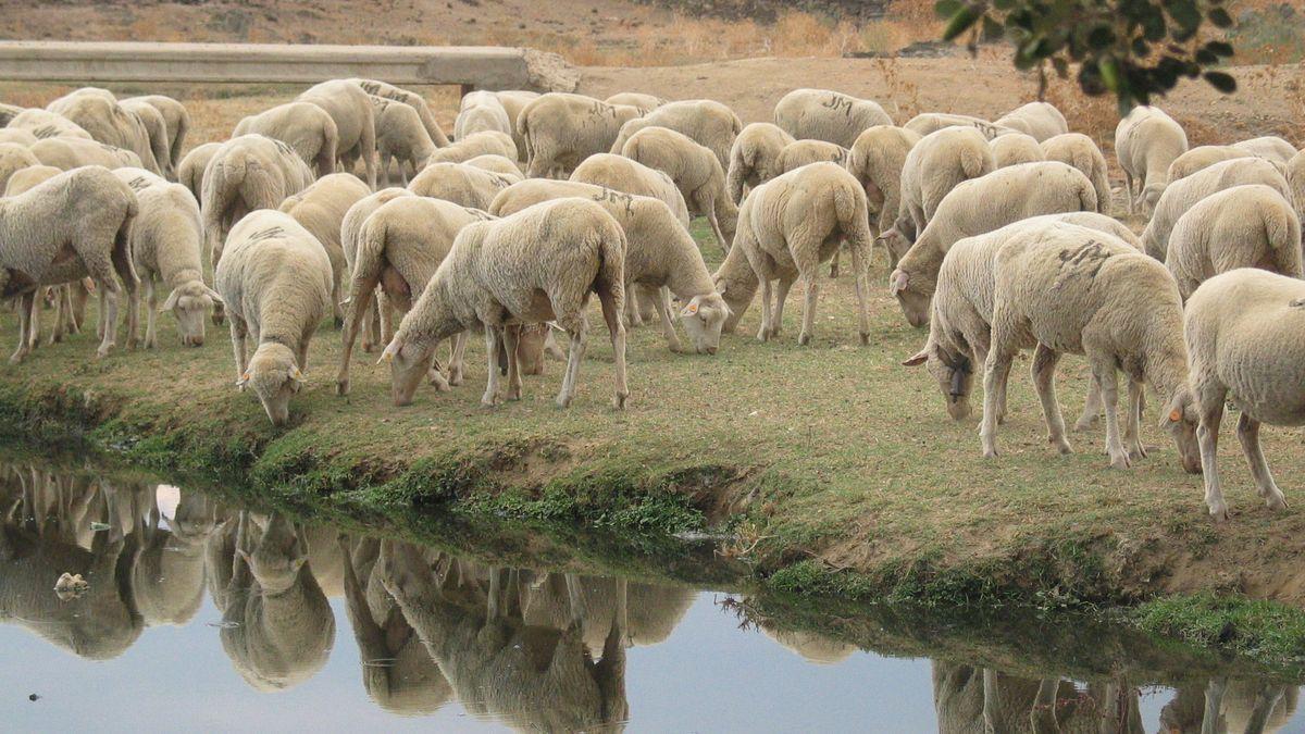 Ovejas en una ganadería de la región, en una fotografía de archivo.