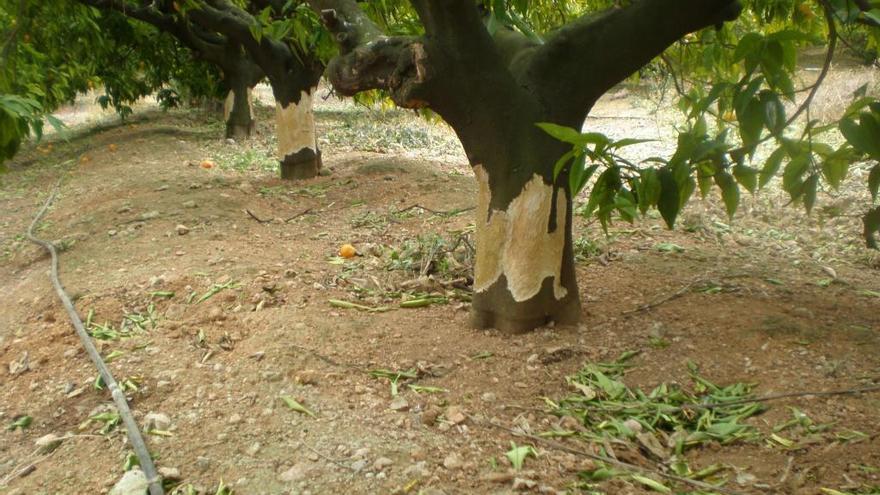 Más de 842.000 hectáreas de la C. Valenciana, en riesgo por daños de la fauna salvaje