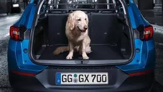 La Unión Europea modifica su reglamento: los perros y gatos tendrán que tener pasaporte europeo