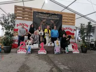 "Ulber de Arti Grana", un husky siberiano nacido en Valencia y criado en Galicia que triunfa en Tineo