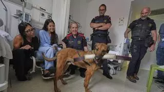 Els Mossos d’Esquadra tornen al Trueta per donar suport a la recerca pediàtrica