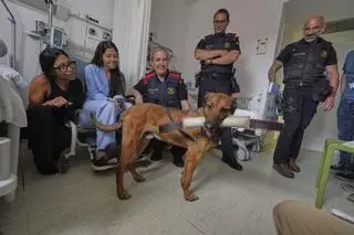 Les imatges dels Mossos d’Esquadra al Trueta per donar suport a la recerca pediàtrica