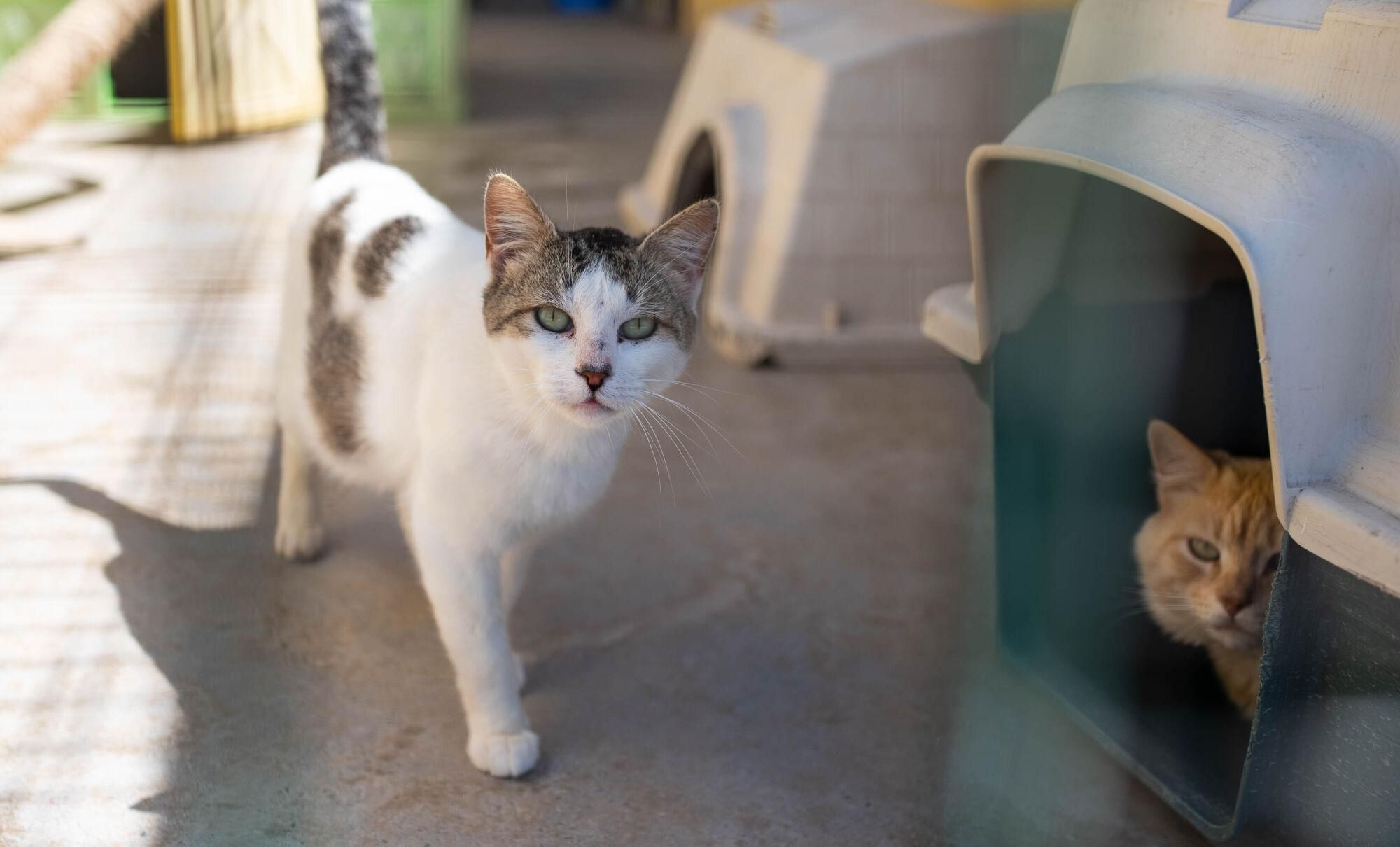 Suelta de gatos castrados en El Risco de San Nicolás