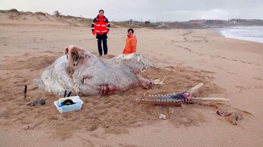 Los restos del cachalote, el día que llegó a la playa de A Lanzada. // Muñiz