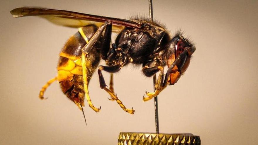 Un estudio de la UIB descarta un aumento de la mortalidad vinculado a las picaduras de la avispa asiática en España