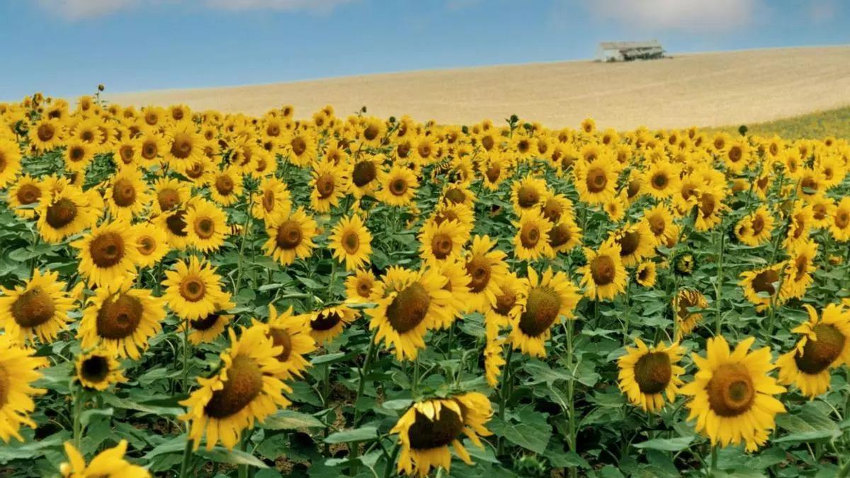 Imagen de archivo de una plantación de girasol en Córdoba.