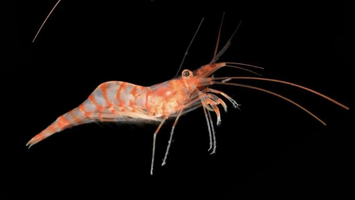 Camarón mediterráneo @The Nippon Foundation-Nekton Ocean Census/Hossein Ashrafi
