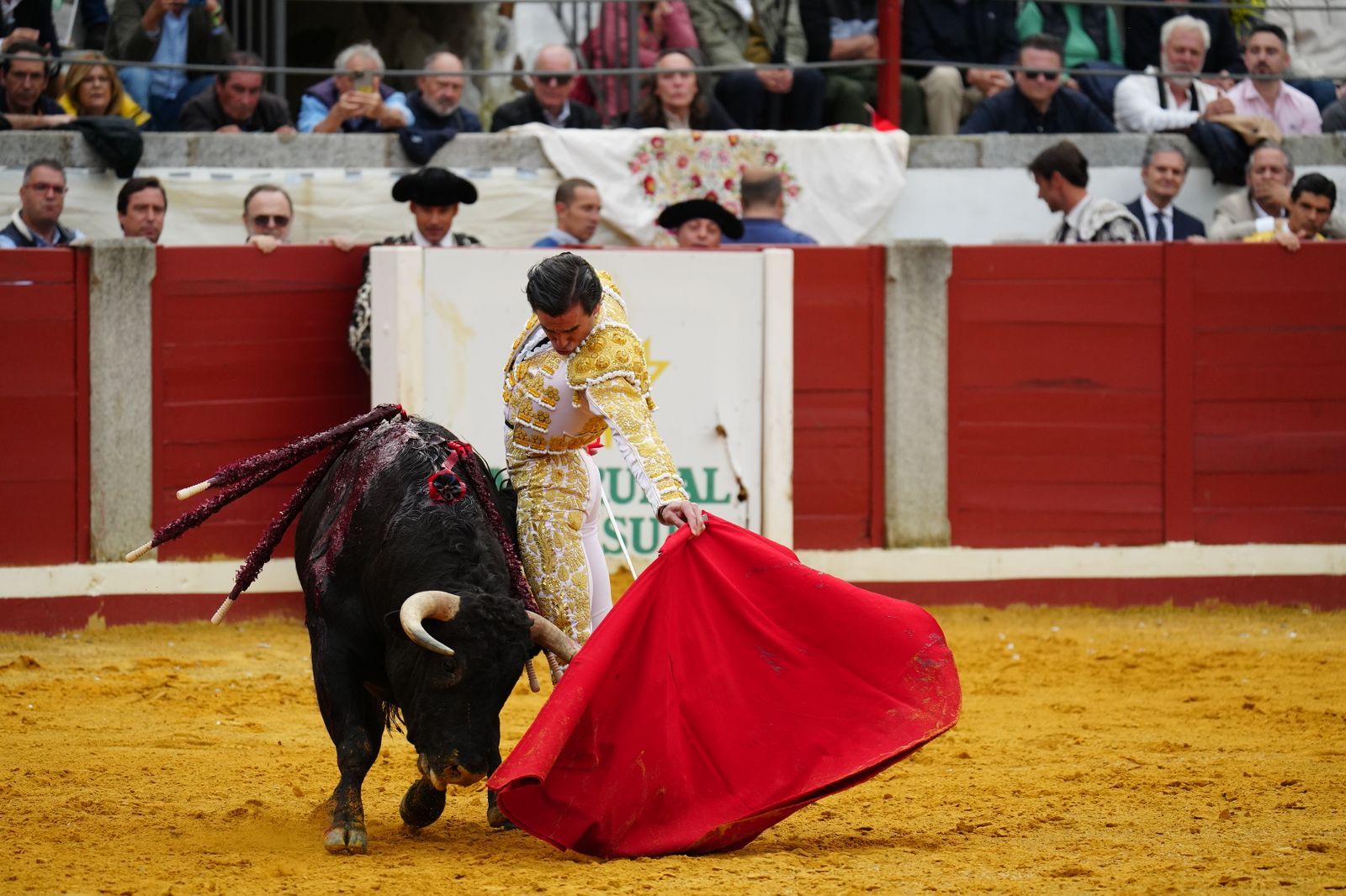 El festejo taurino de Pozoblanco, en imágenes