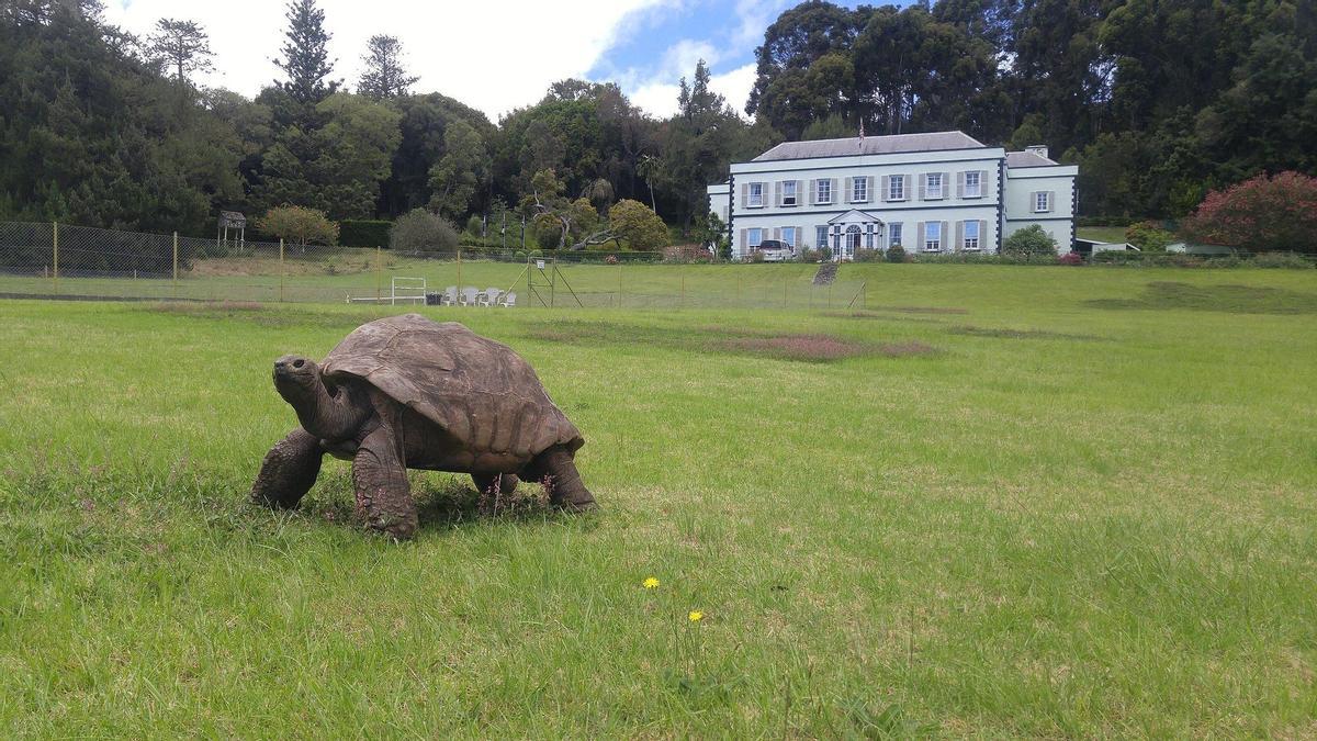La tortuga 'Jonatha'n en Plantation House, isla Santa Elena, en marzo de 2020