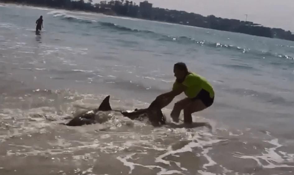 Rescata a un tiburón blanco varado arrastrándolo p
