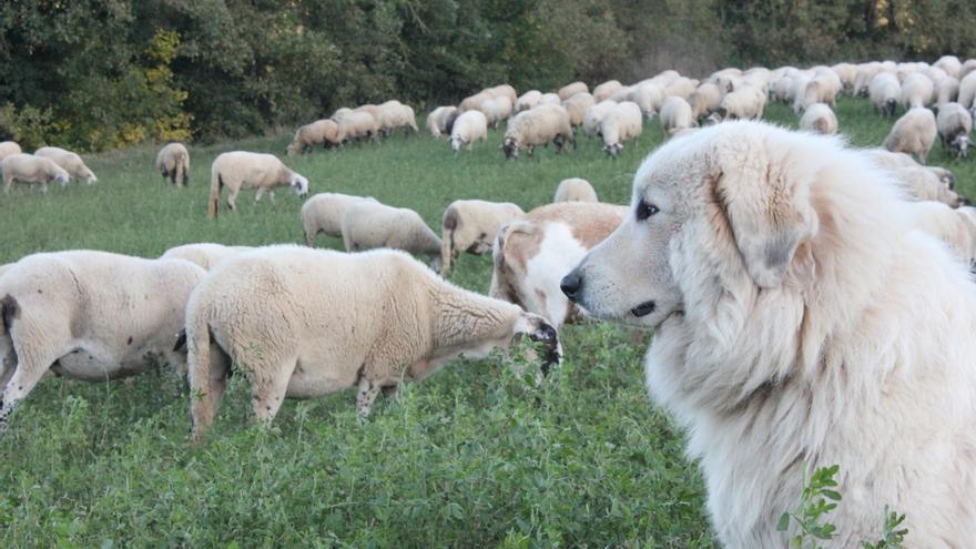 «La manera com duia el ramat era molt pionera, però amb el llop hi he hagut de renunciar»