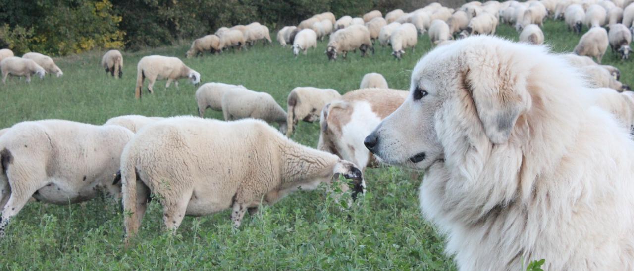 L&#039;Uxia, de la raça Muntanya dels Pirineus, és el gos de protecció del ramat de Dirk Madriles