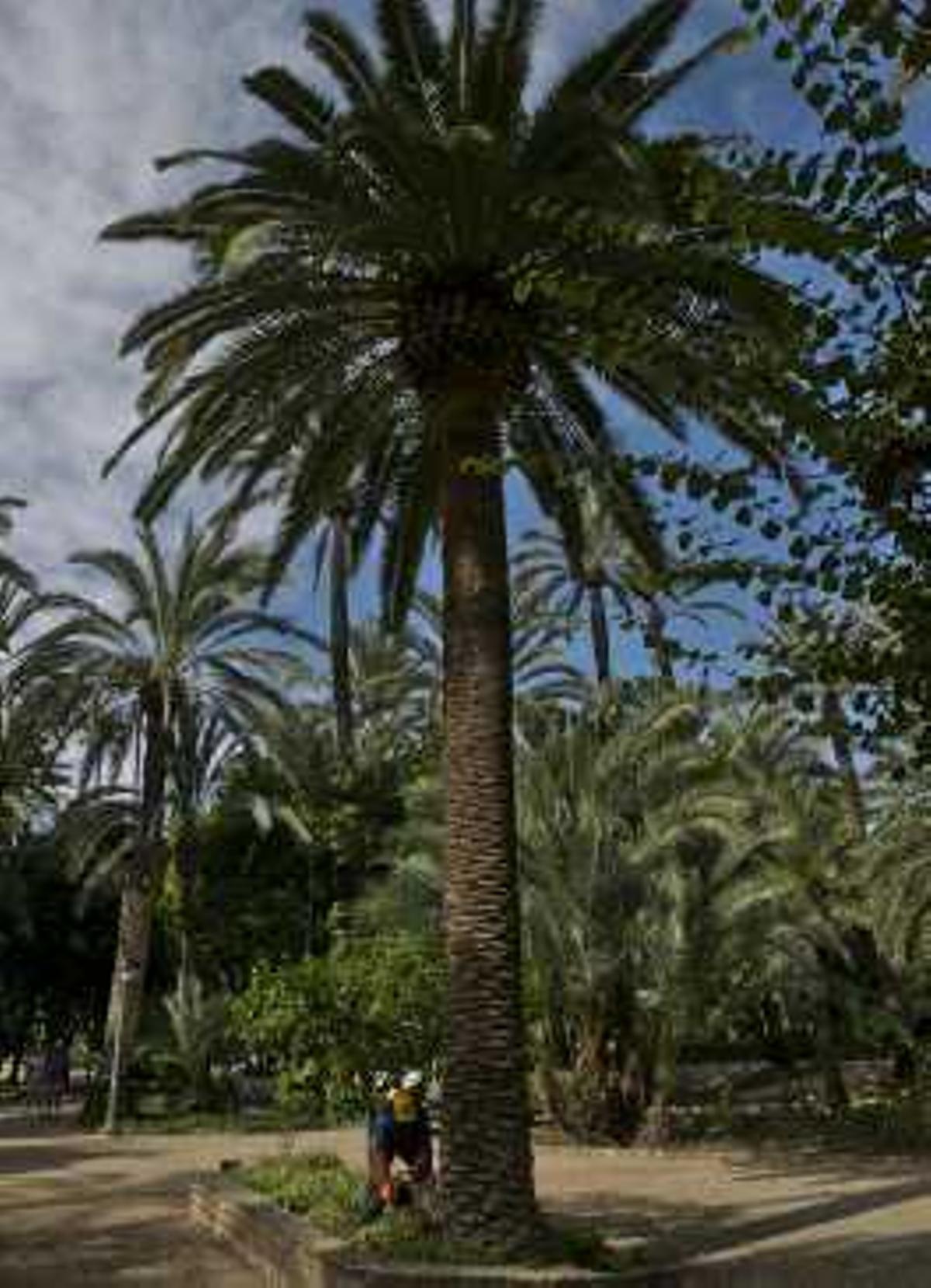 Las brigadas municipales talaron ayer varias palmeras canarias afectadas por el picudo en el Parque Municipal de Elche.