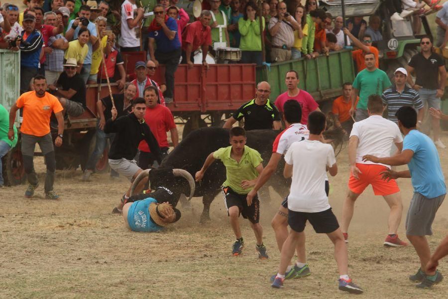 Segundo encierro taurino en Guarrate