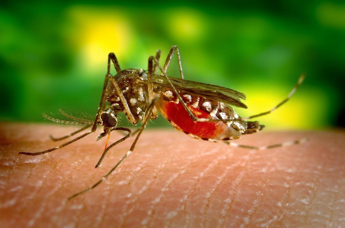 Ejemplar de hembra de mosquito del dengue picando a un humano.