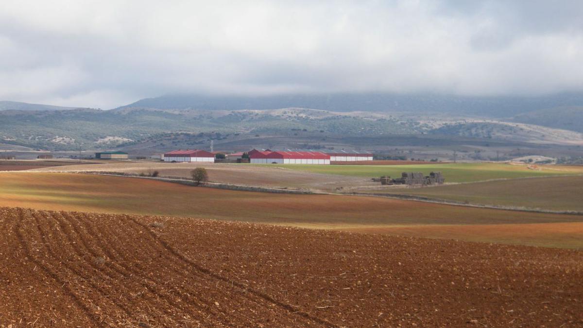 Un campo de cultivo recién cosechado en la provincia de Teruel. | UAGA